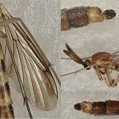 Réf. 240 024 : Keroplatus reaumurii